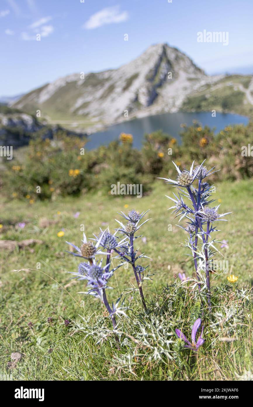 Eryngium bourgatii (Mediterranean sea holly) flowers in Picos de Europa National Park, Asturias, Spain Stock Photo