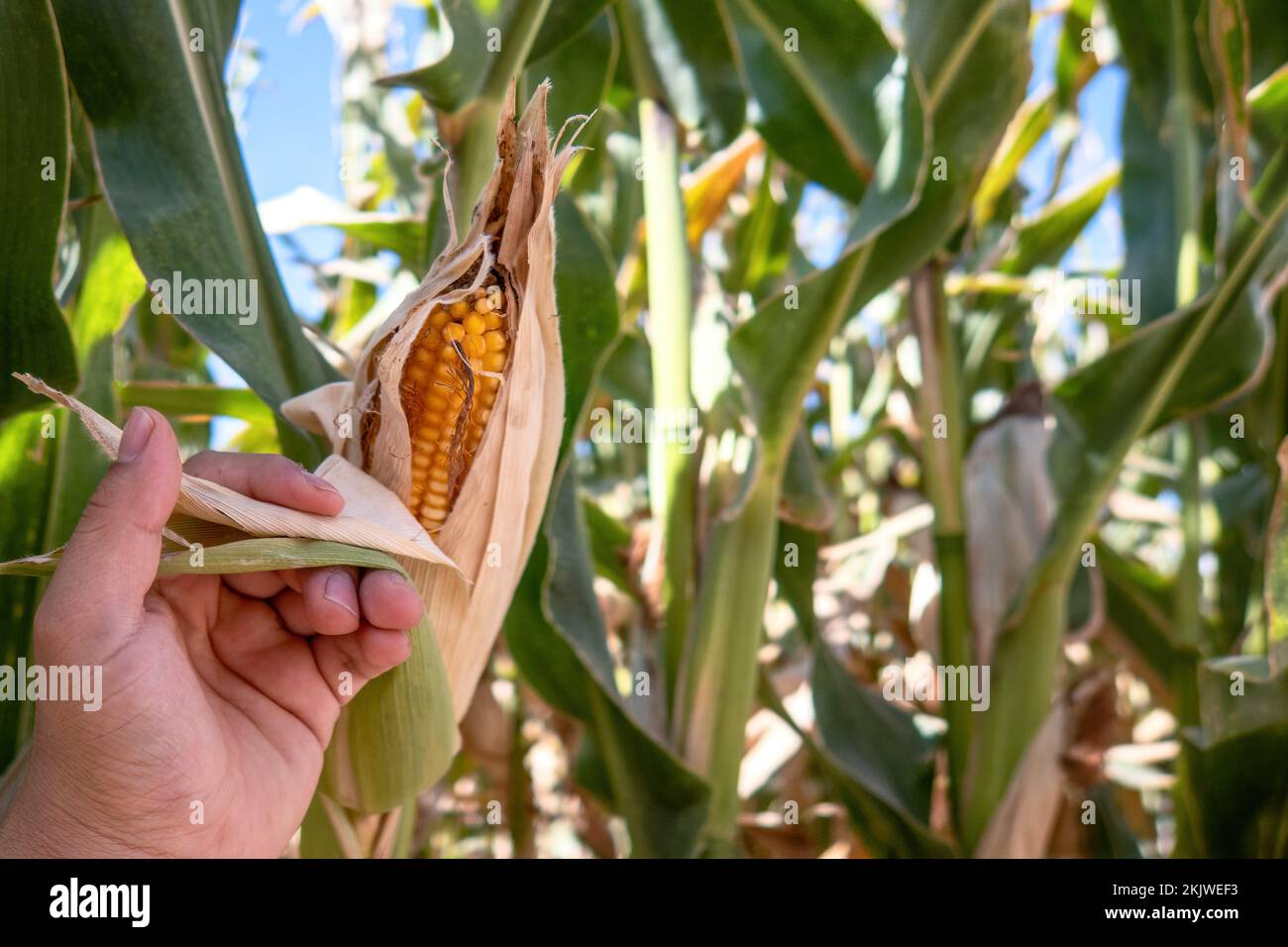 A Farmer holding corn cobs in hand in corn field. Stock Photo