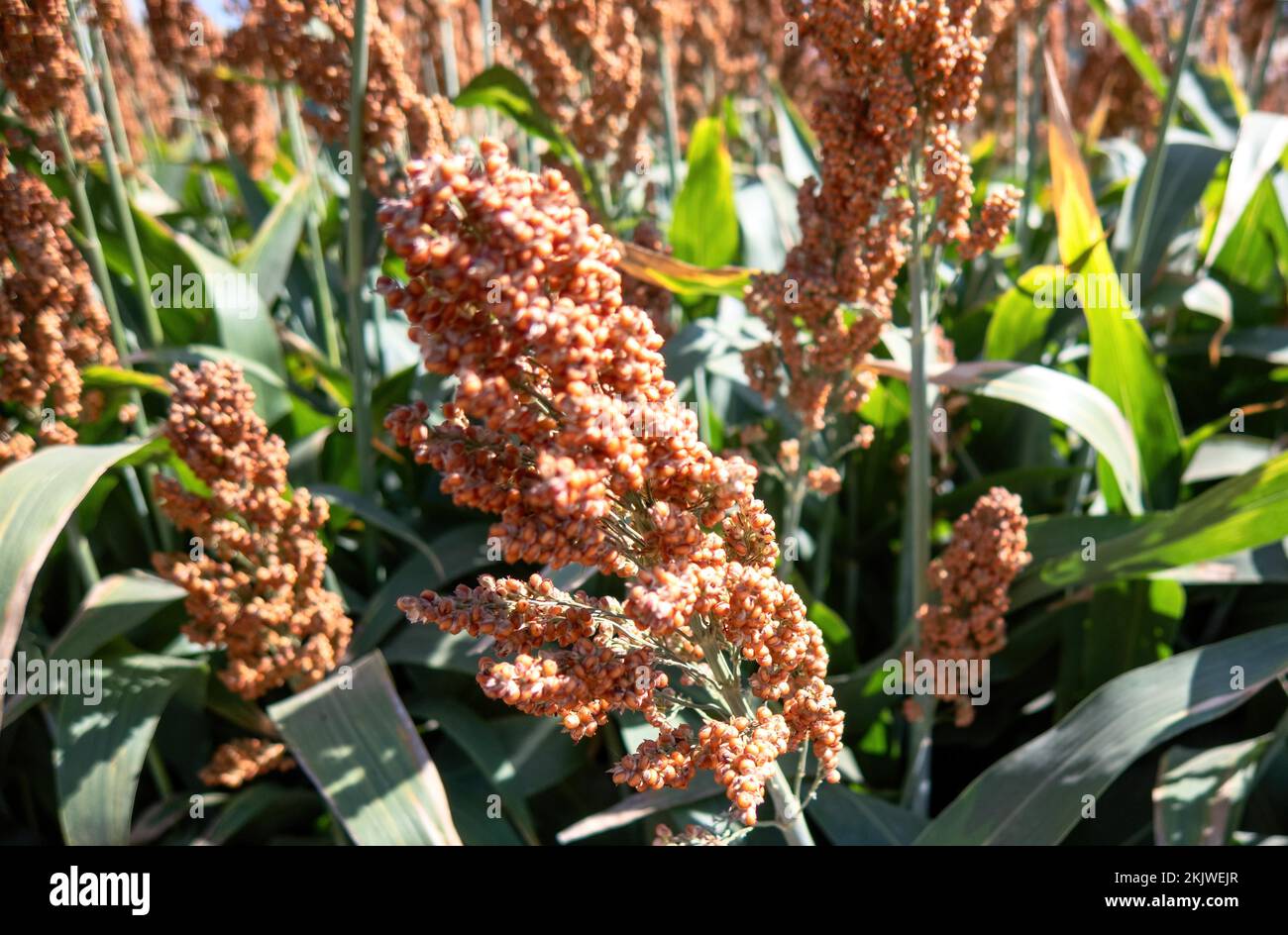 A Field of stalks and seeds of sweet Millet field