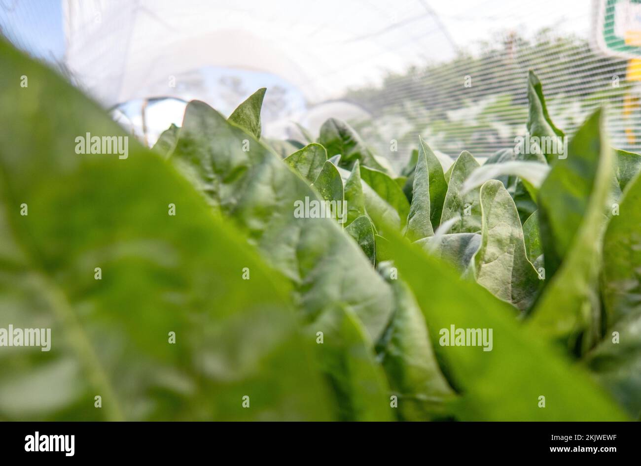 A spinach grows in a greenhouse. Close-up. Stock Photo