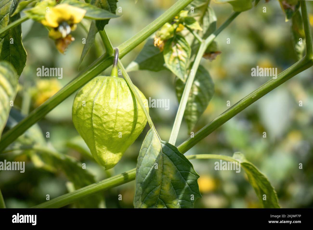 A Tomatillo young organic plant (Physalis philadelphica) in an outdoor garden green background Stock Photo