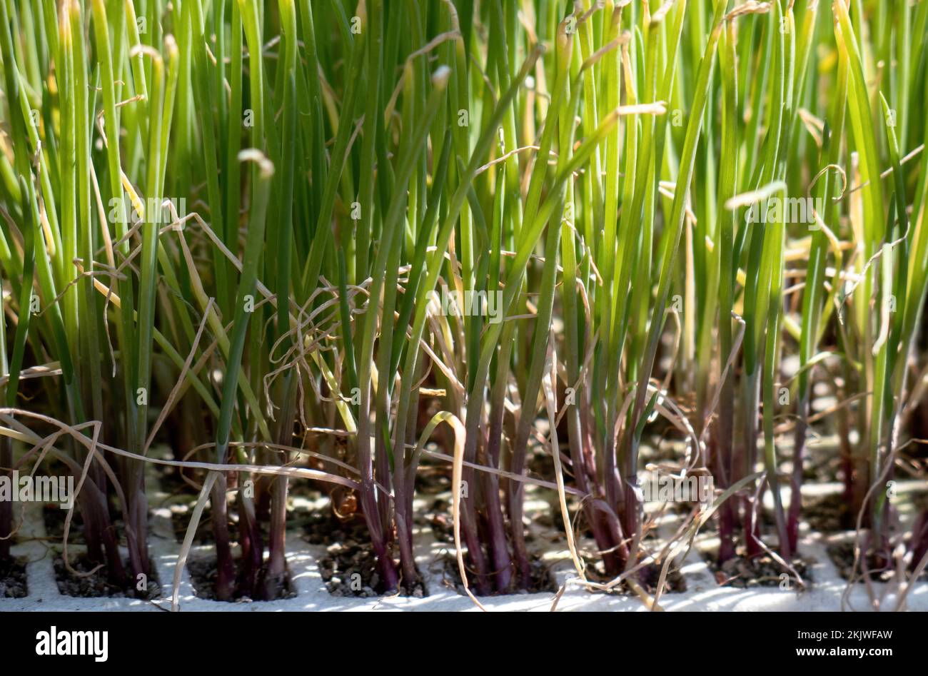 A onion seedling growing in seedbed in greenhouse Stock Photo - Alamy