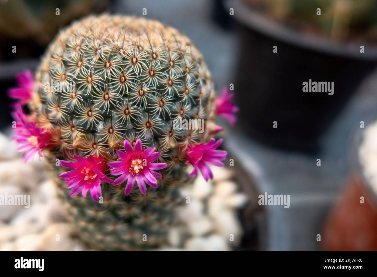 A mammillaria albilanata flowers in thailand winter Stock Photo - Alamy
