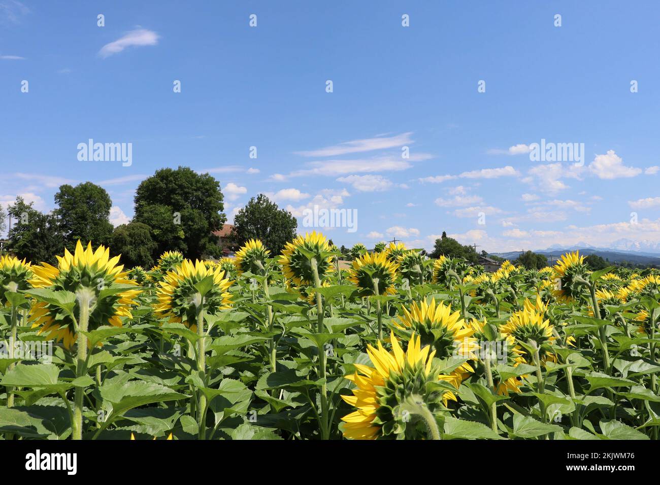 Wolke tier hi-res stock photography and images - Alamy