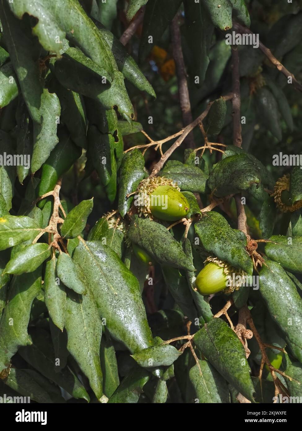 cork oak tree with acorns in Portugal Stock Photo Alamy