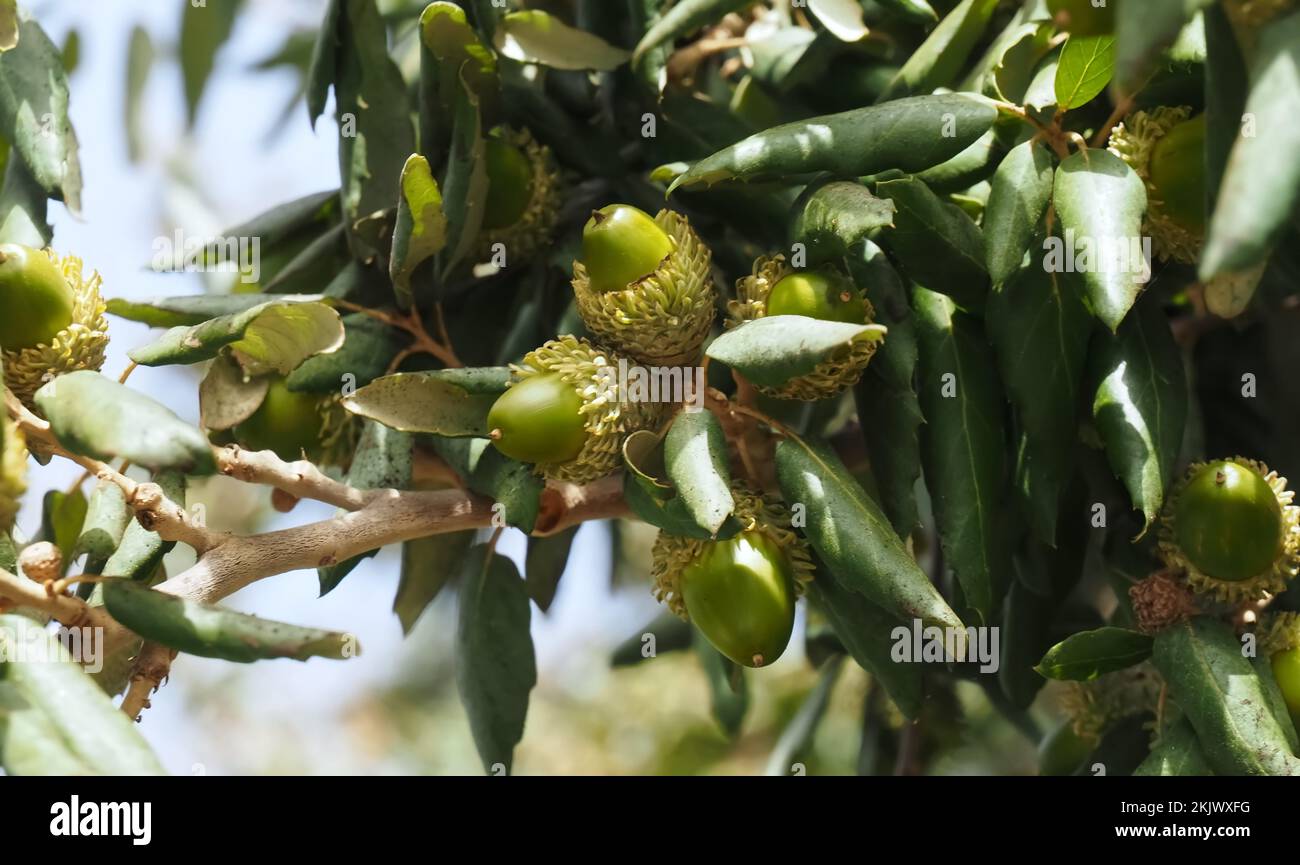 cork oak tree with acorns in Portugal Stock Photo Alamy