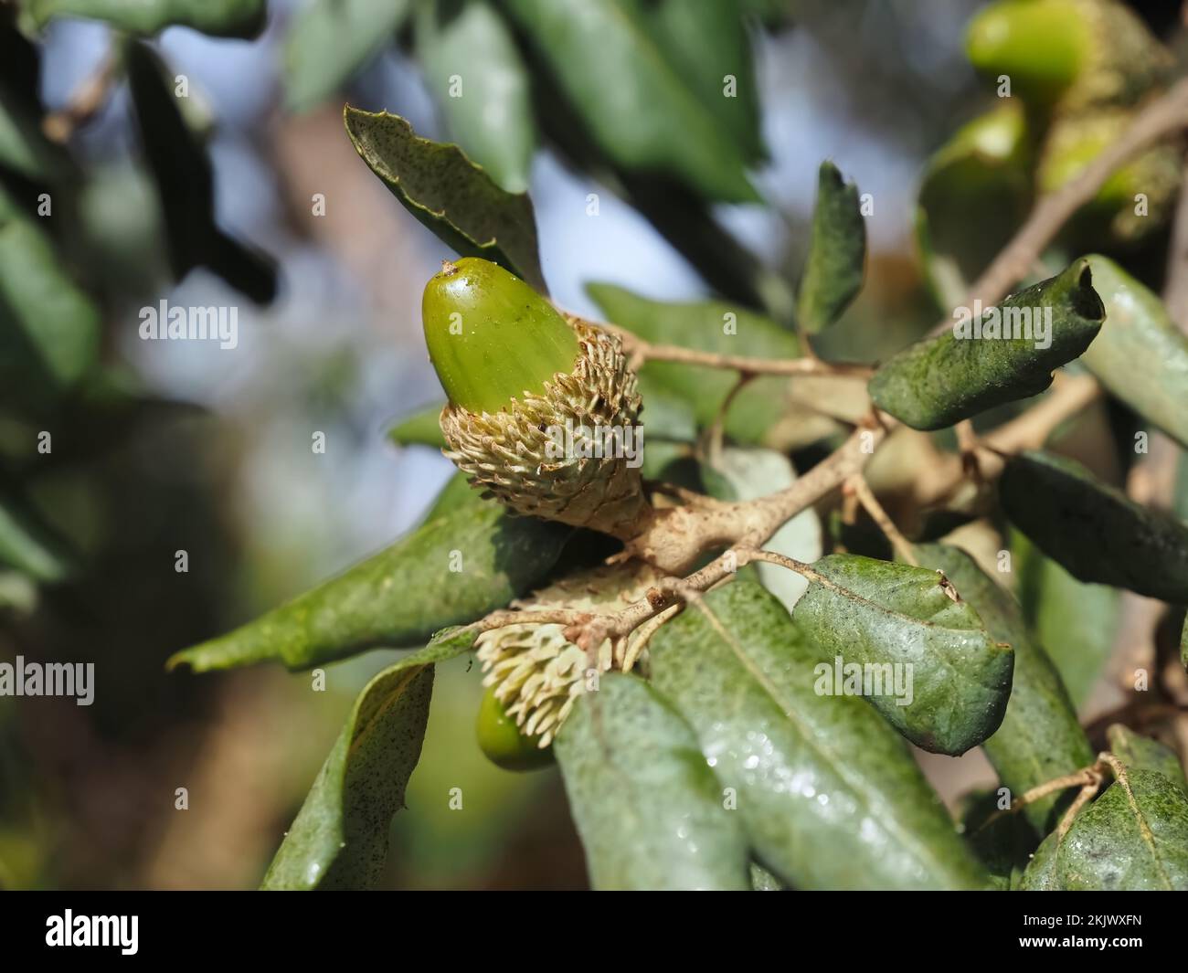 cork oak tree with acorns in Portugal Stock Photo Alamy