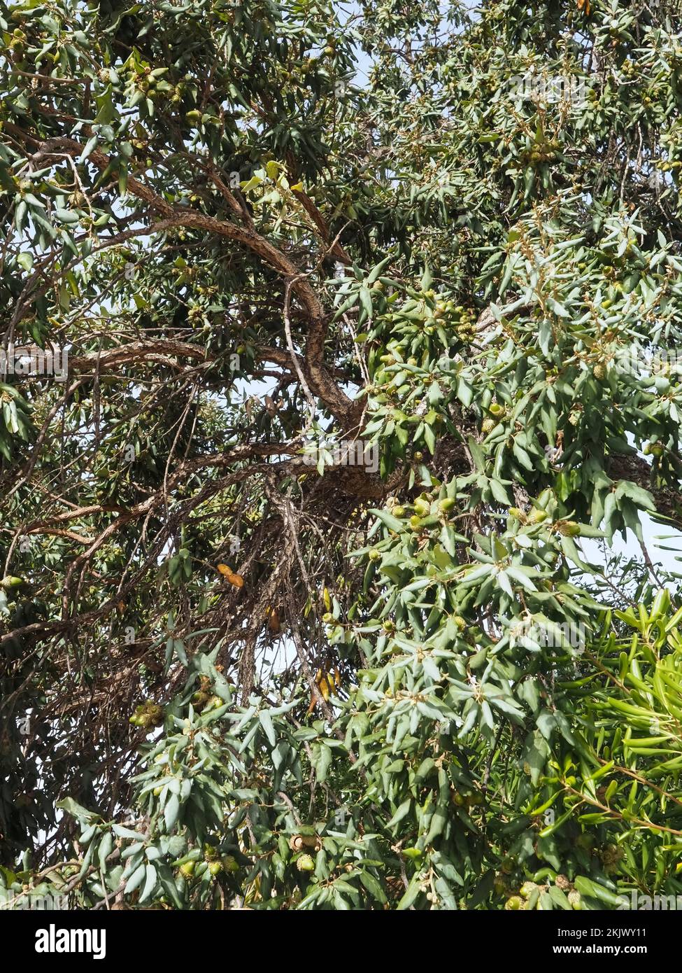 cork oak tree with acorns in Portugal Stock Photo Alamy