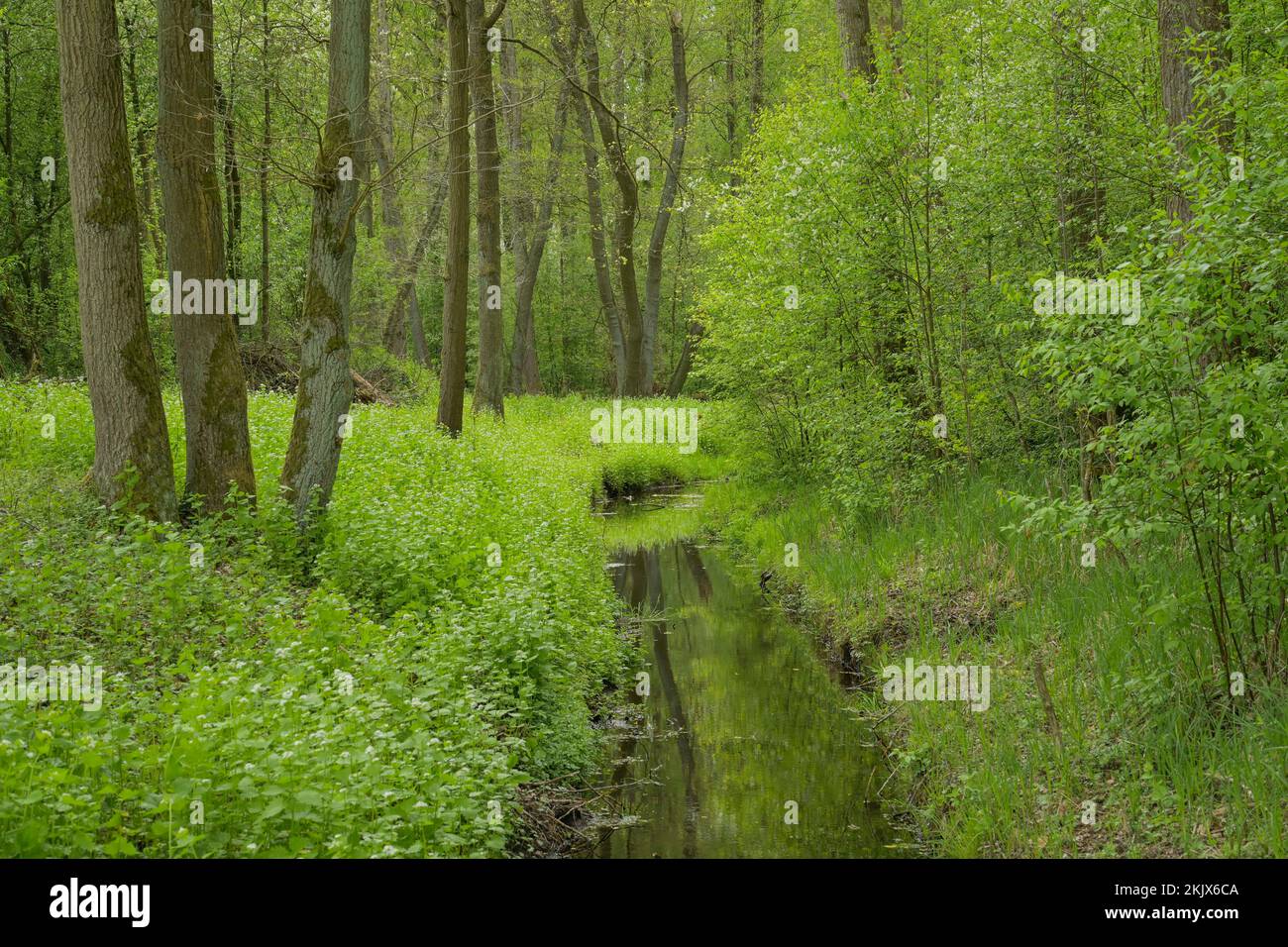 Biotop, Wasserkanal, Lauenburger Land, Schleswig-Holstein, Deutschland Stock Photo