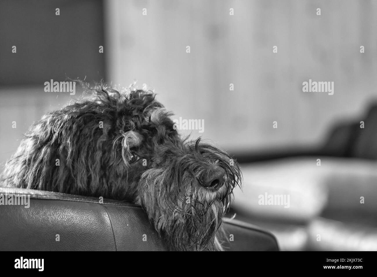 Goldendoodle lying relaxed on armchair shot in black and white. Family dog chilling. Animal photo of dog Stock Photo