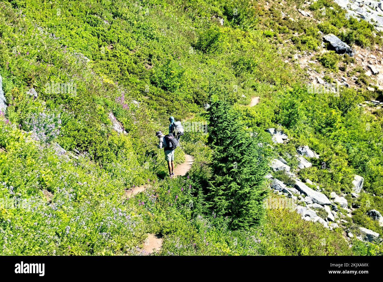 Picking blueberries in Glacier Peak Wilderness, North Cascades, Pacific Crest Trail, Washington