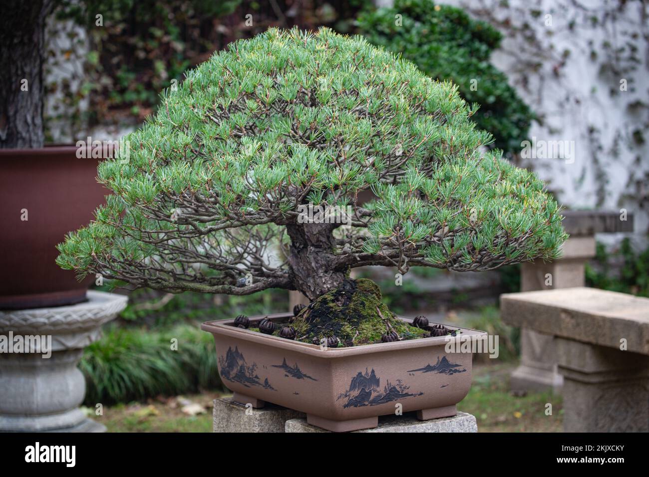 Bonsai Trees in China Stock Photo Alamy