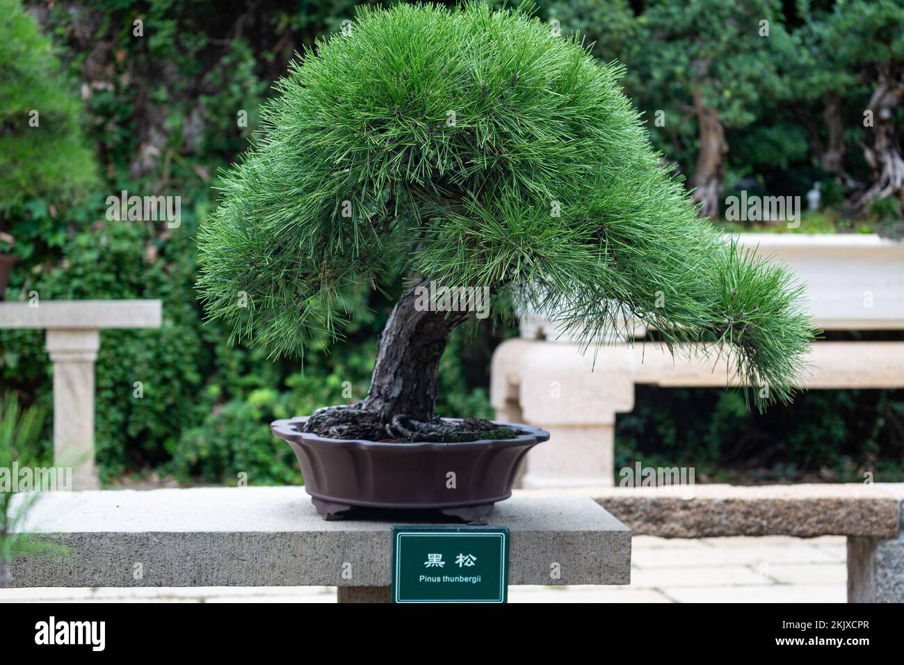 Bonsai Trees in China Stock Photo Alamy