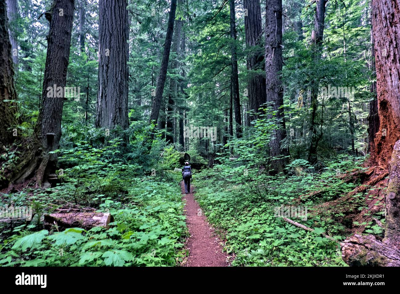 Hiking in old growth forest in the North Cascades, Pacific Crest Trail