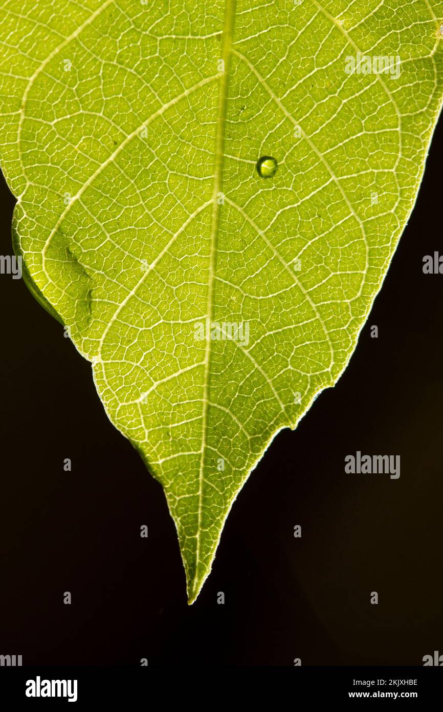 Green leaf close-up. Nature background Stock Photo - Alamy
