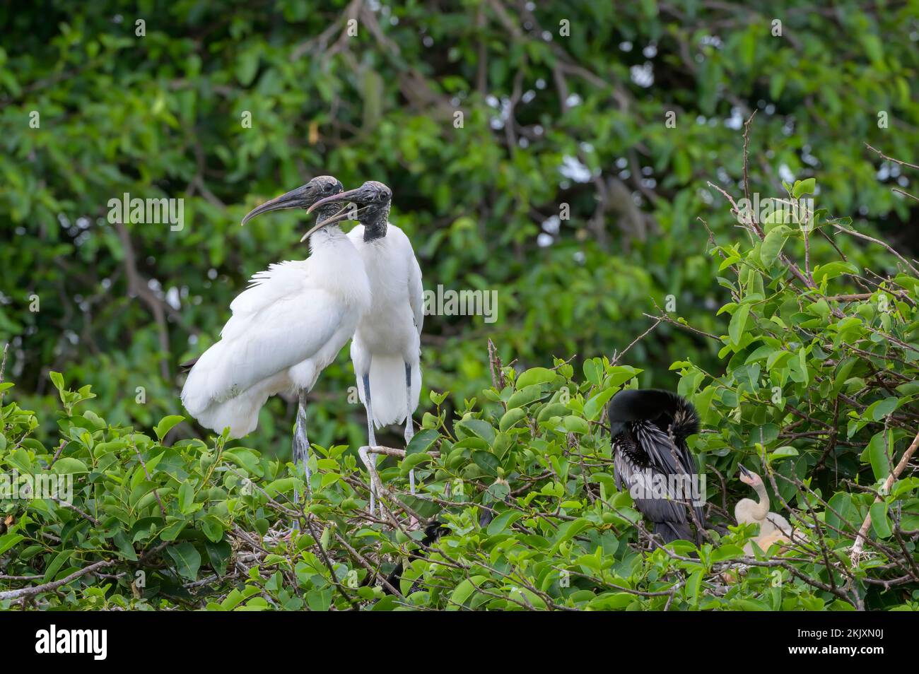 Wood Stork (Mycteria americana) standing in tree with courtship