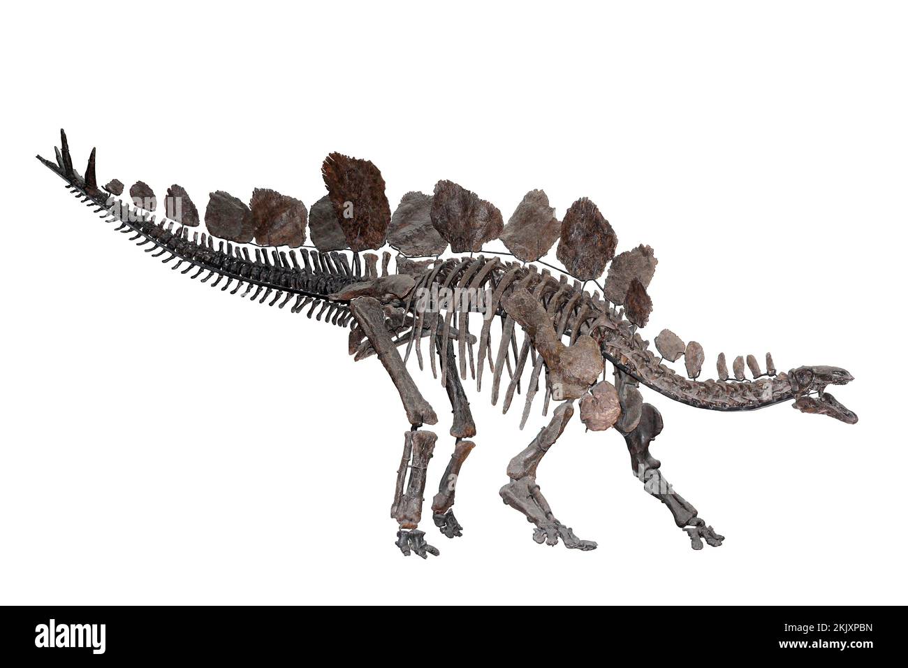 Stegosaurus stenops Fossil Skeleton Stock Photo