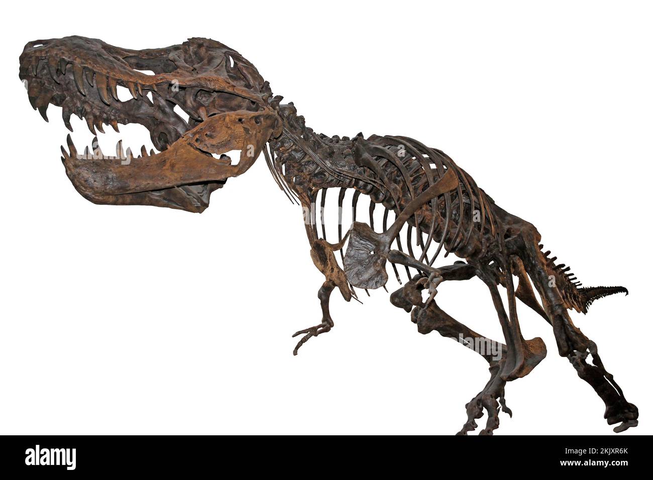 Tyrannosaurus rex skeleton isolated hi-res stock photography and images ...