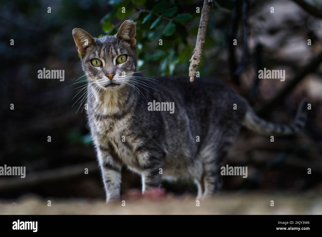 Beautiful rare cat Benidorm Stock Photo