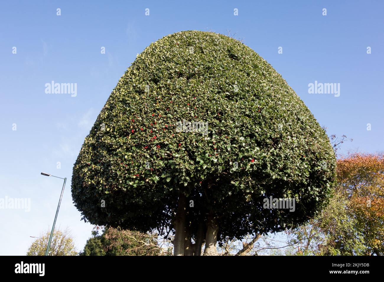 A display of Yew Tree (Taxus baccata) topiary in a garden in England, UK Stock Photo