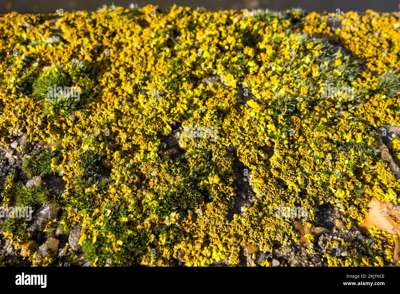 Closeup of golden Crustose lichens growing on a garden wall Stock Photo