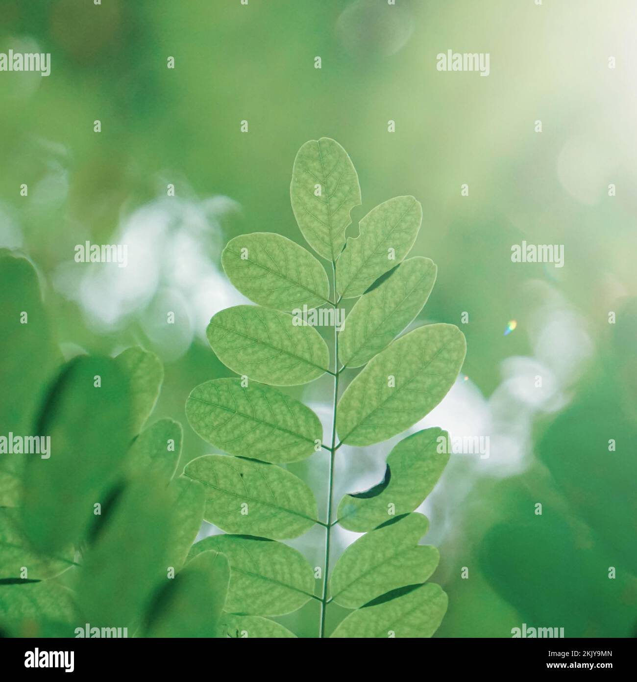 Tree leaves green hi-res stock photography and images - Alamy