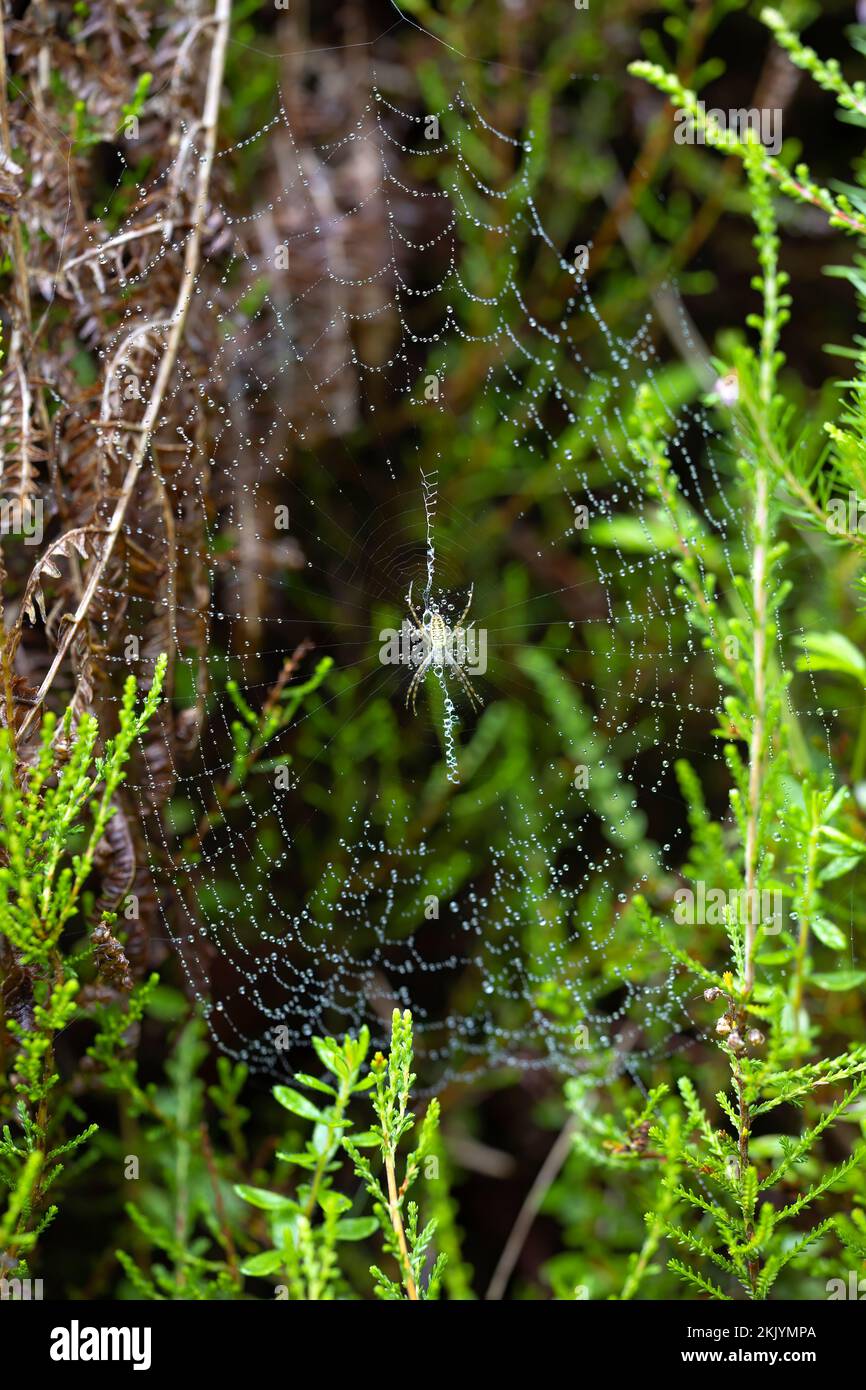 spider on its raindrop-covered web. macro wildlife photography. copy space. Stock Photo
