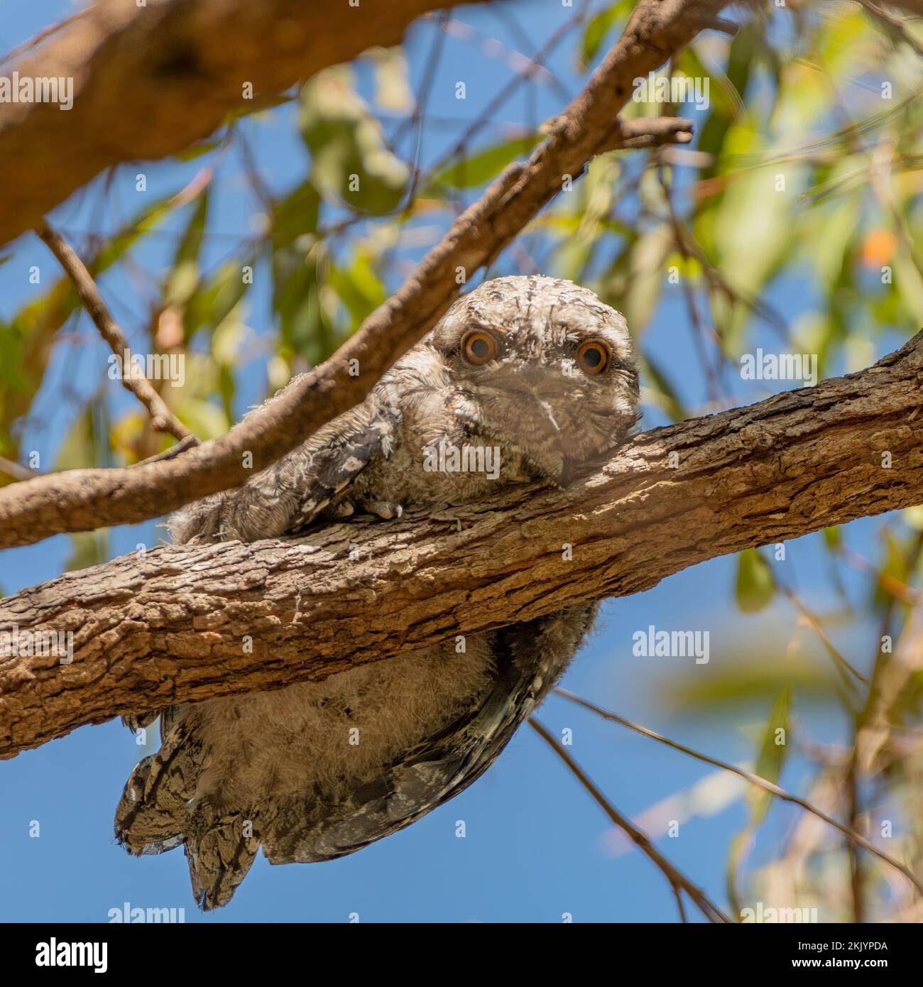 The tawny frogmouth (Podargus strigoides) is a species of frogmouth native to the Australian mainland and Tasmania Stock Photo