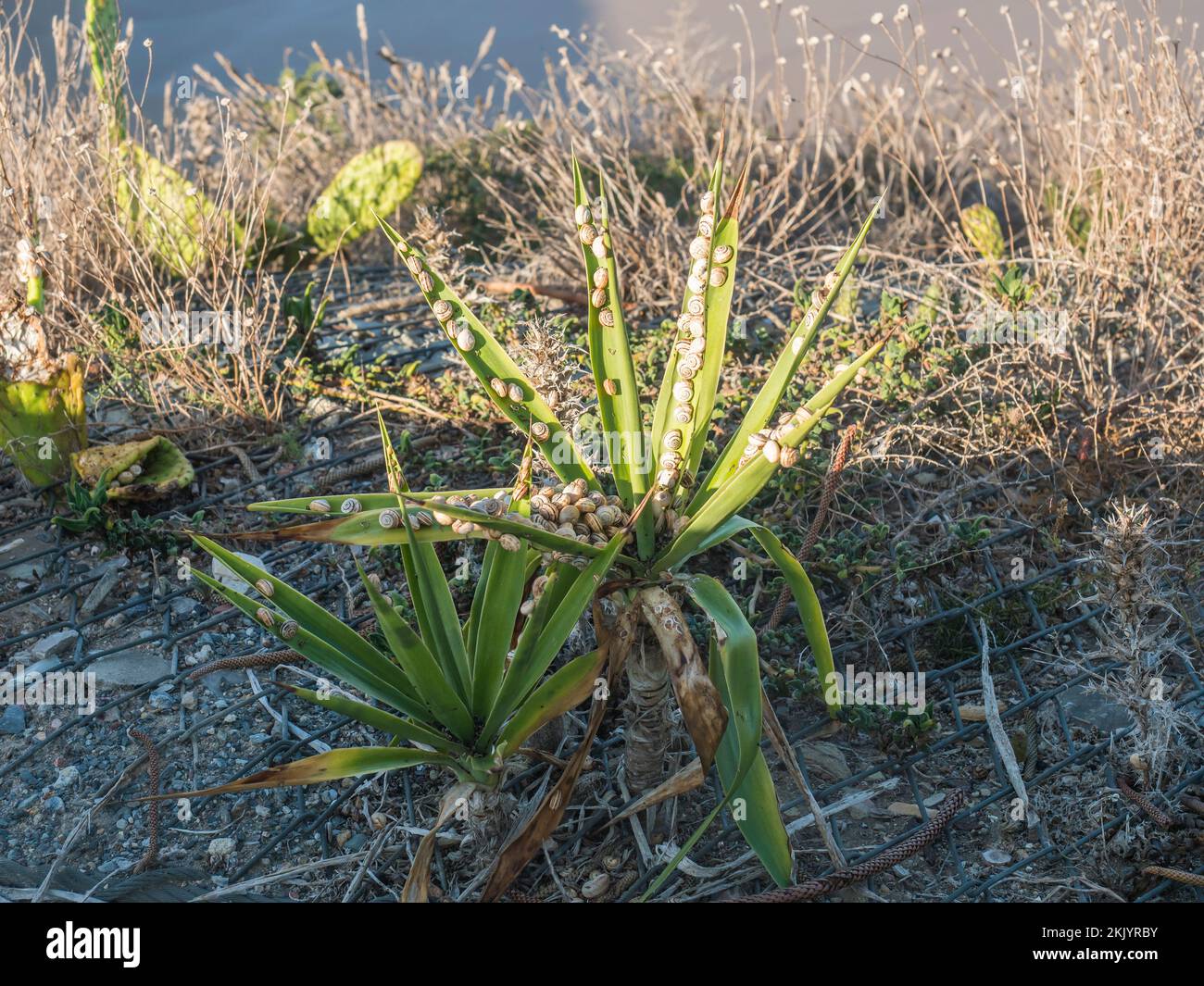 Yucca Snake Close up of a Yucca plant covered by small snails in sunlight Stock ...