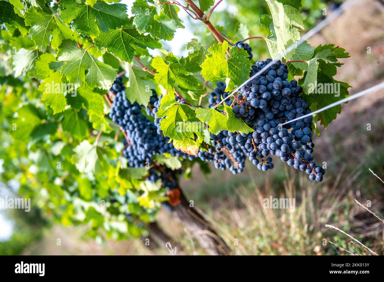 Old gnarled grape vines stand ripening grapes in the French countryside