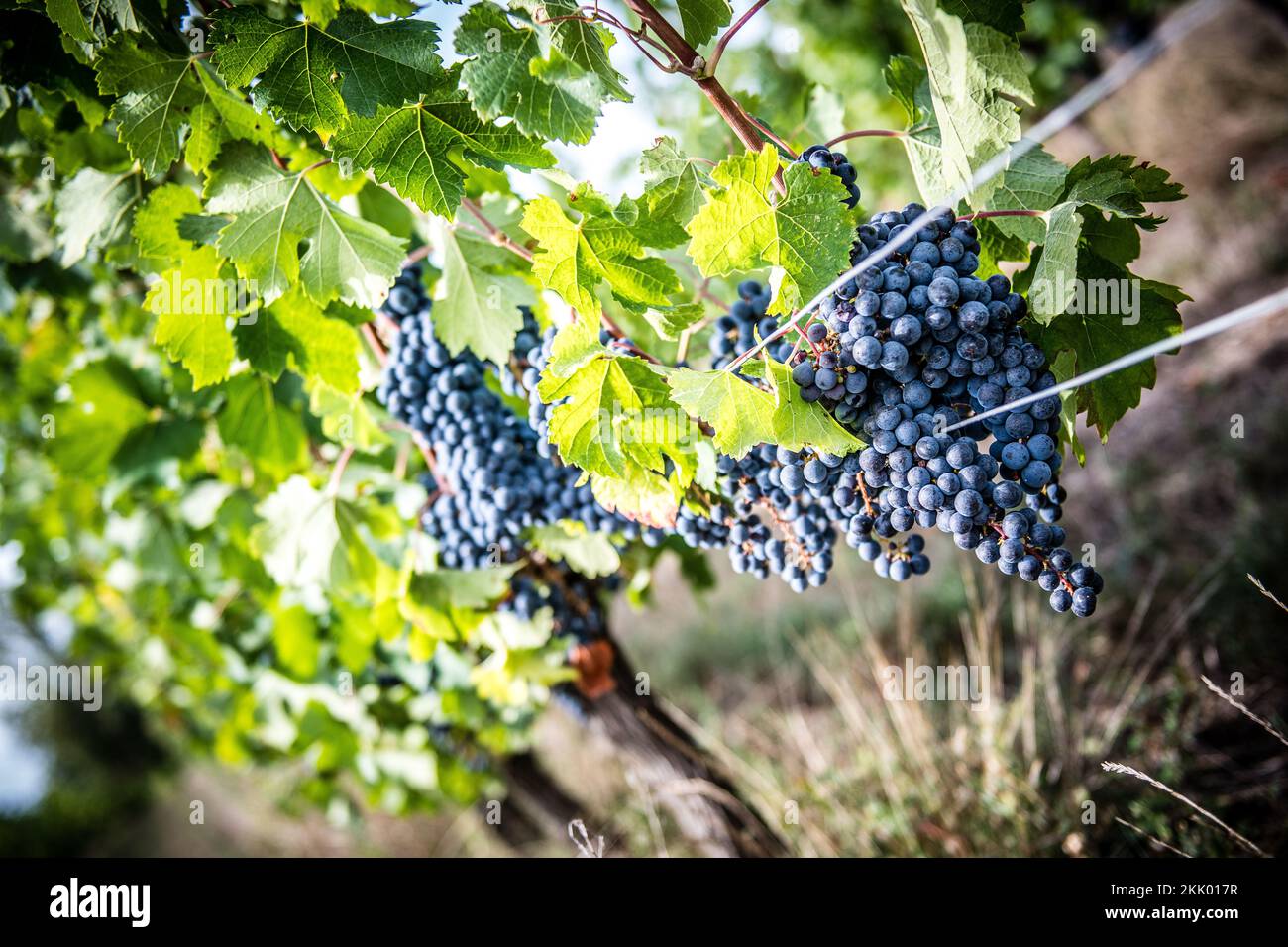 Old gnarled grape vines stand ripening grapes in the French countryside
