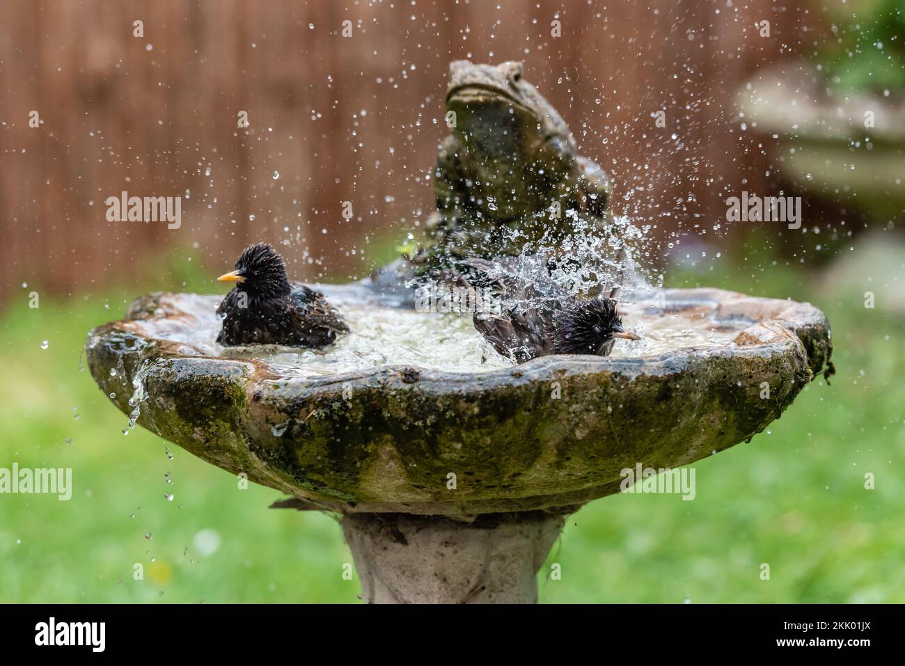 Sturnus Vulgaris - Starlings washing in garden birdbath ix. Garden, May 2022 Stock Photo