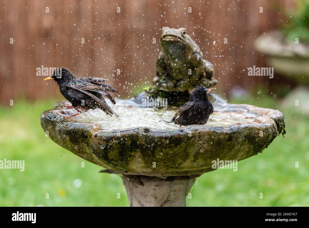 Sturnus Vulgaris - Starlings washing in garden birdbath x. Garden, May 2022 Stock Photo