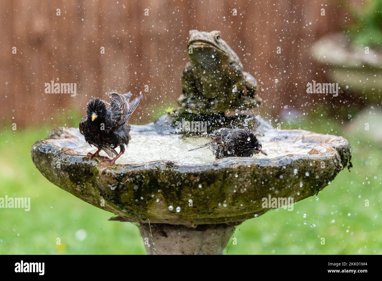 Sturnus Vulgaris - Starlings washing in garden birdbath xi. Garden, May 2022 Stock Photo