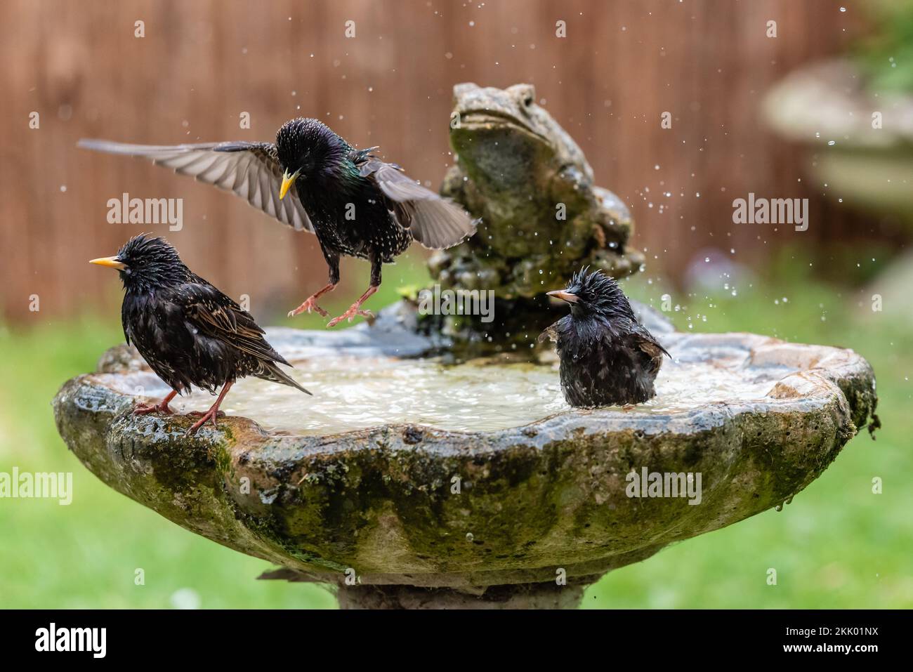 Sturnus Vulgaris - Starlings washing in garden birdbath xiii. Garden, May 2022 Stock Photo