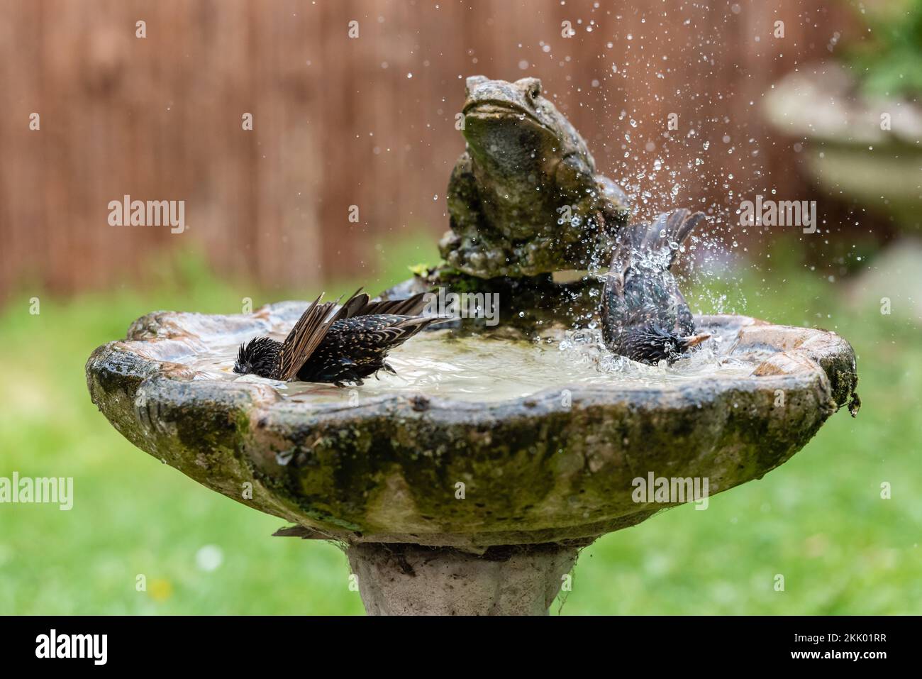 Sturnus Vulgaris - Starlings washing in garden birdbath xvi. Garden, May 2022 Stock Photo