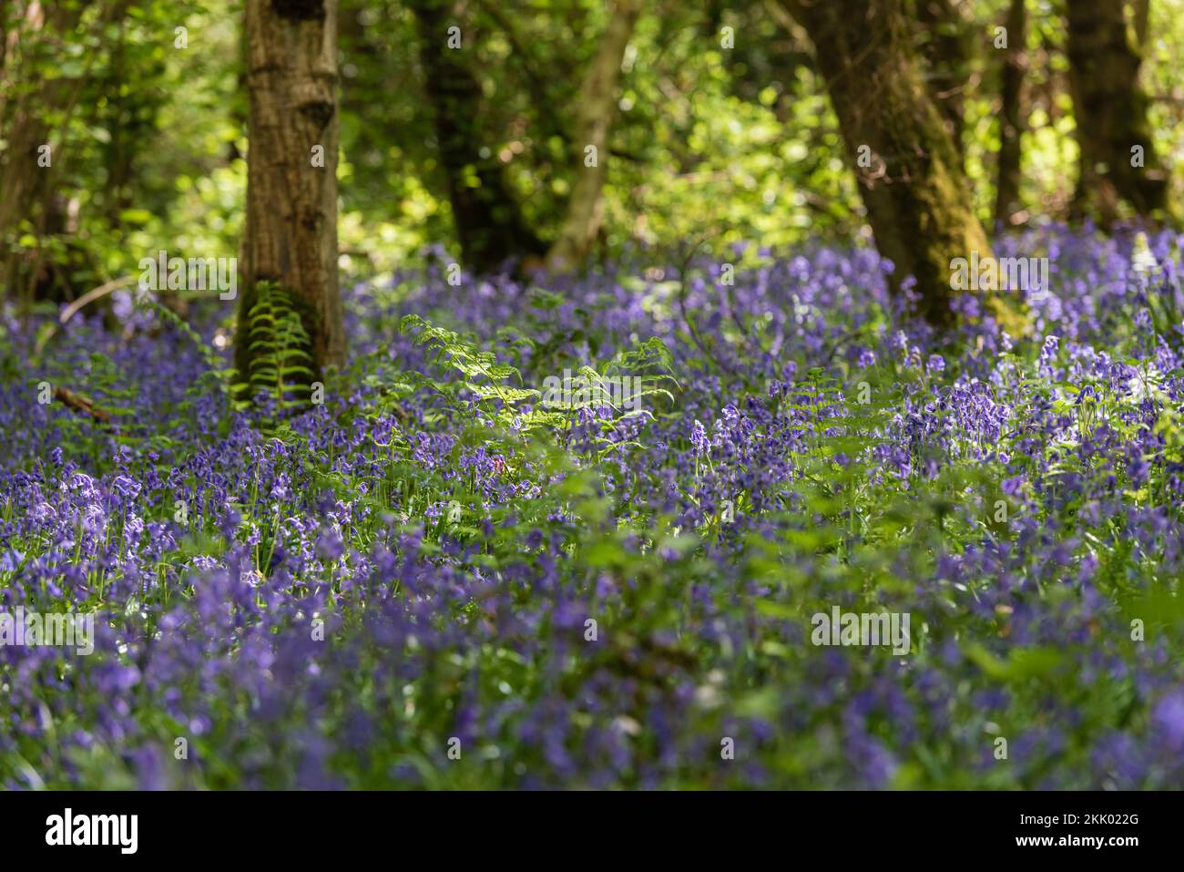 Foxley Wood in spring with bluebells, Norfolk Wildlife Trust ii. Foxley Wood NWT, May 2022 Stock Photo