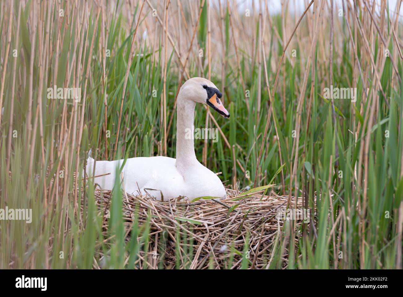 mute swan on the nest amongst reedbeds at Wheatfen nature reserve, Norfolk ii. Wheatfen Ted Ellis reserve, May 2022 Stock Photo