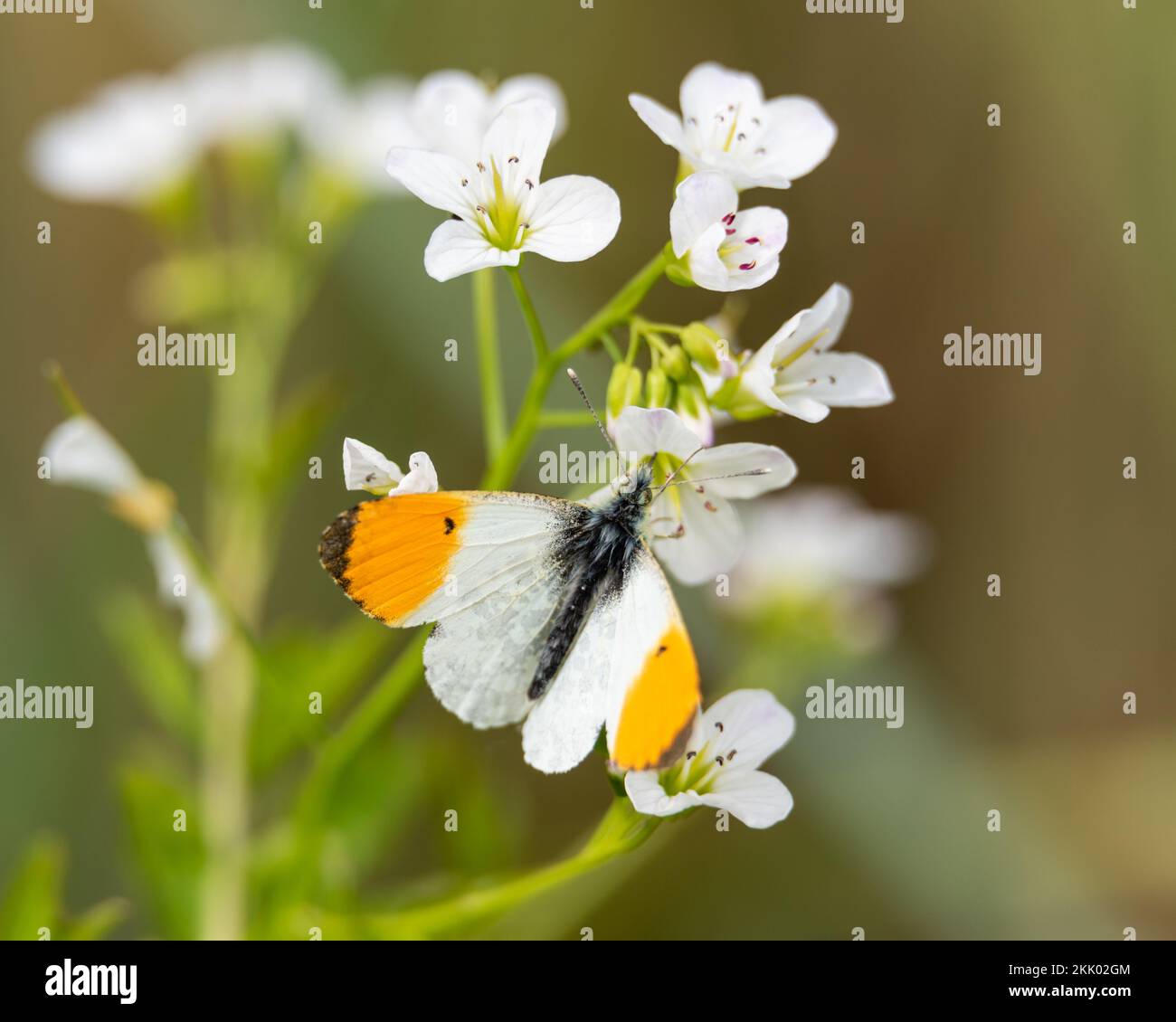 Orange tip butterfly feeding on Large bitter-cress on a sunny day at Wheatfen nature reserve, Norfolk i. Wheatfen Ted Ellis reserve, May 2022 Stock Photo