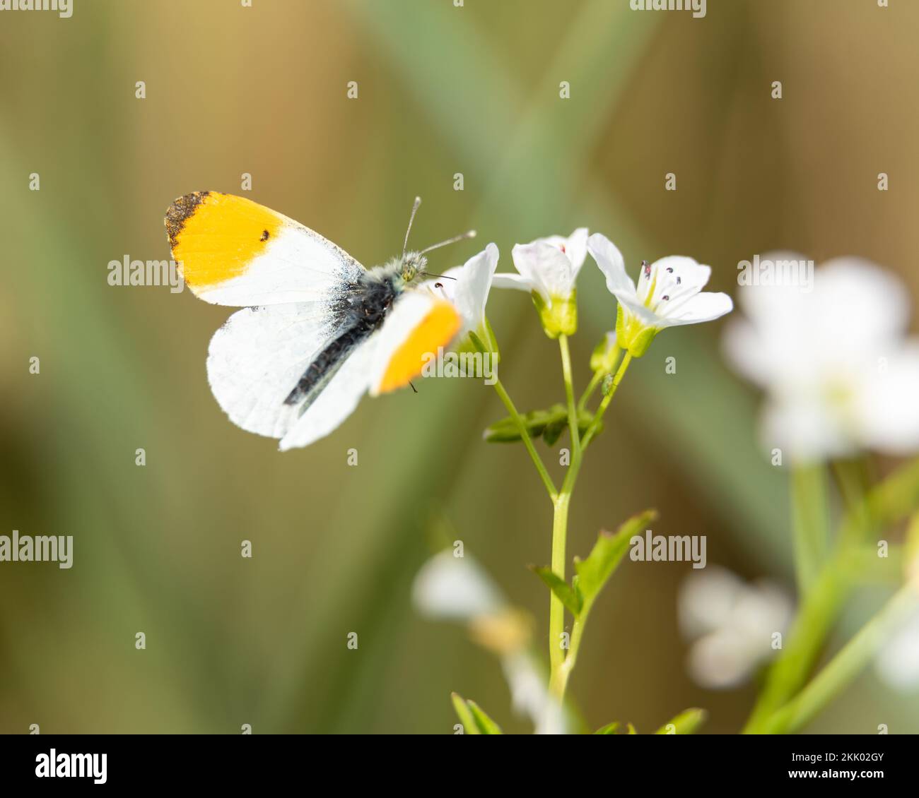 Orange tip butterfly feeding on Large bitter-cress on a sunny day at Wheatfen nature reserve, Norfolk ii. Wheatfen Ted Ellis reserve, May 2022 Stock Photo