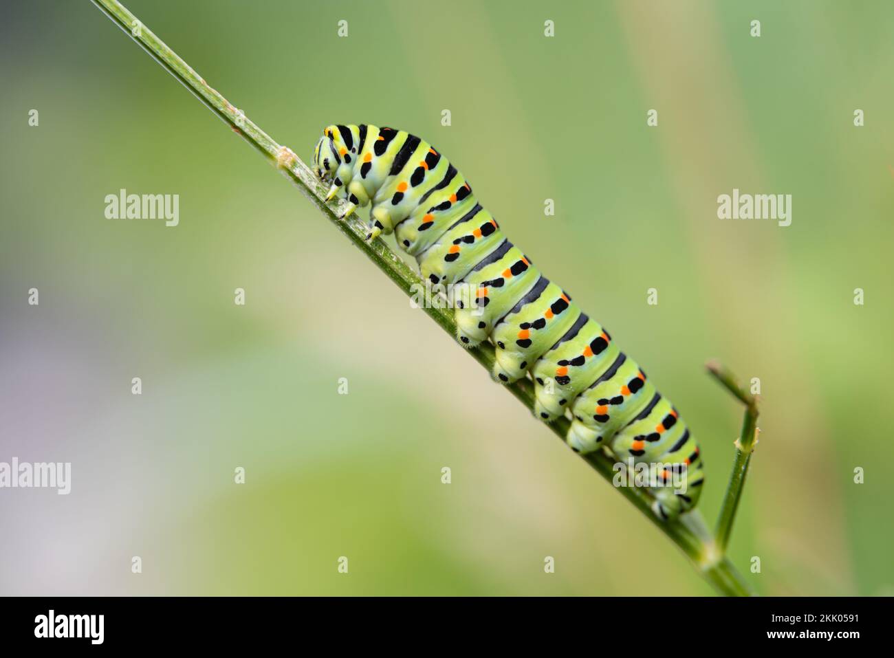 Swallowtail caterpillar feeding on Milk Parsley at Norfolk Wildlife Trust Ranworth broad reserve, Nofolk xi. Ranworth Broad NWT August 2022 Stock Photo