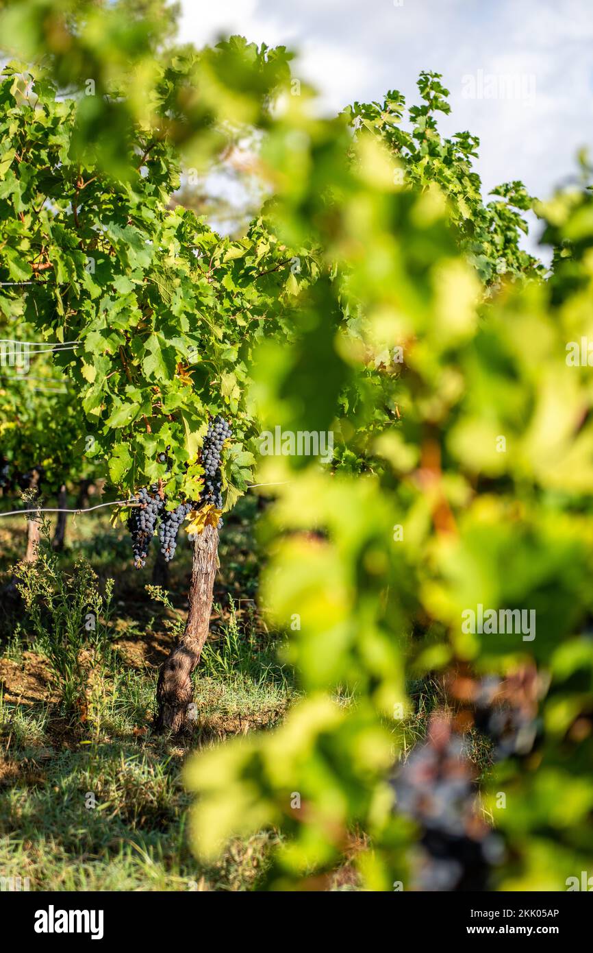 Old gnarled grape vines stand ripening grapes in French countryside