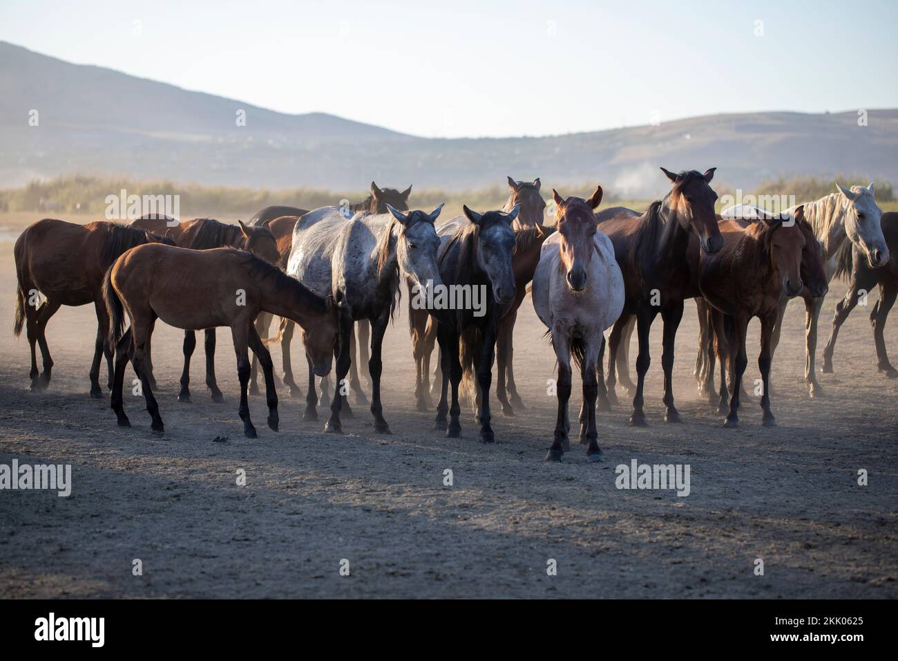 Herd of Wild Horses Running in Dust Stock Photo