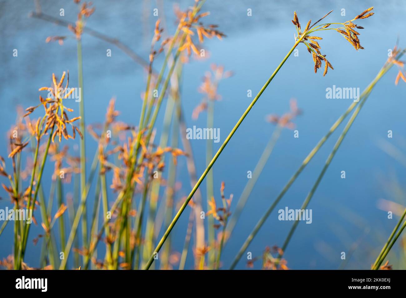 Hardstem bulrush schoenoplectus acutus hi-res stock photography and ...