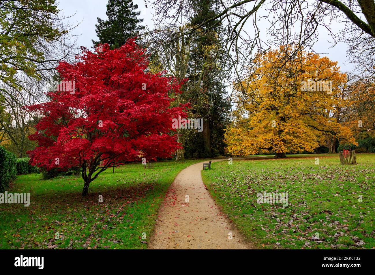 Spectacular Fall Tree Spectacular autumn colour on the acer trees at Stourhead Gardens ...