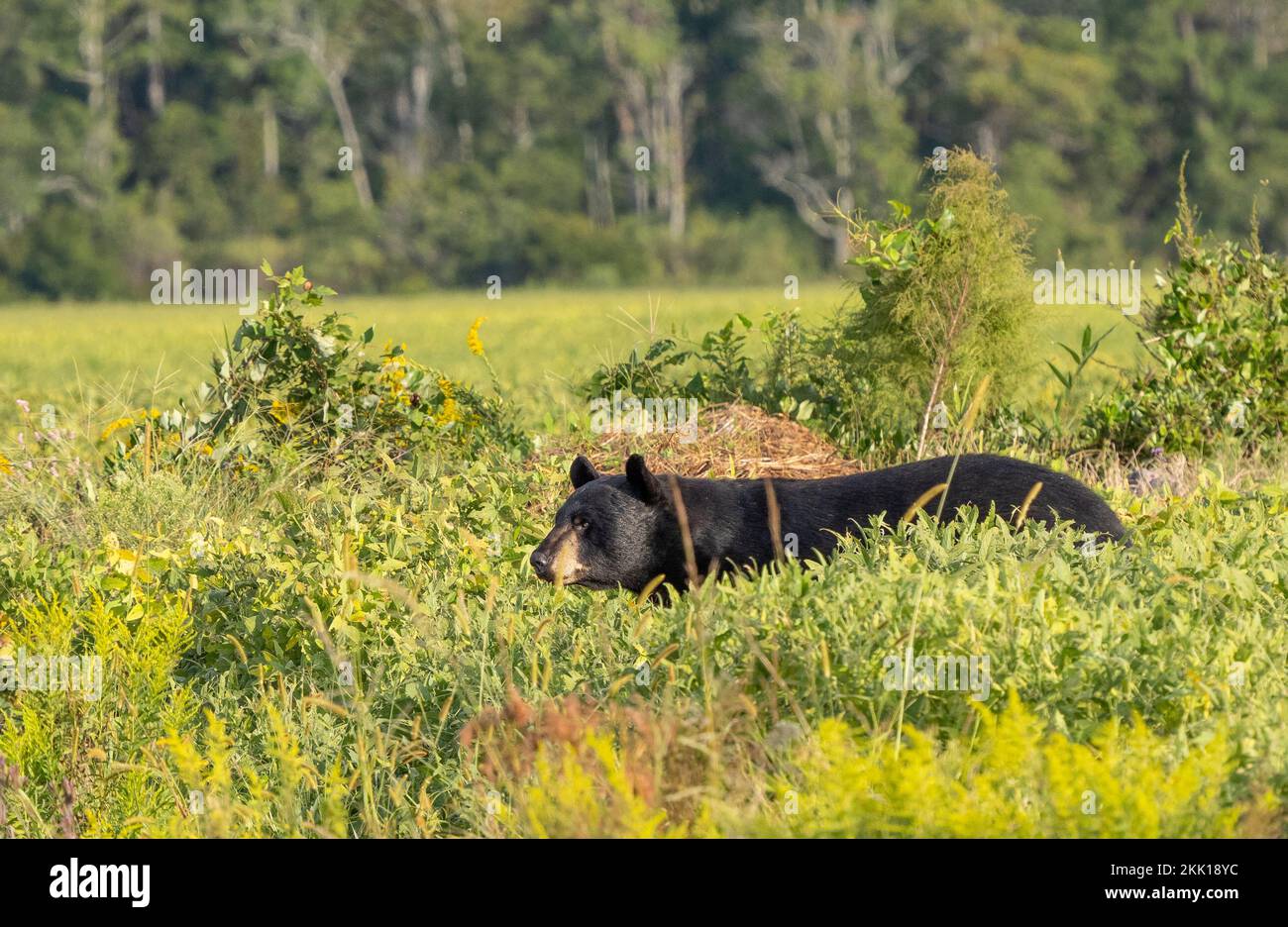 American Black Bear (Ursus americanus) in dense green undergrowth Stock
