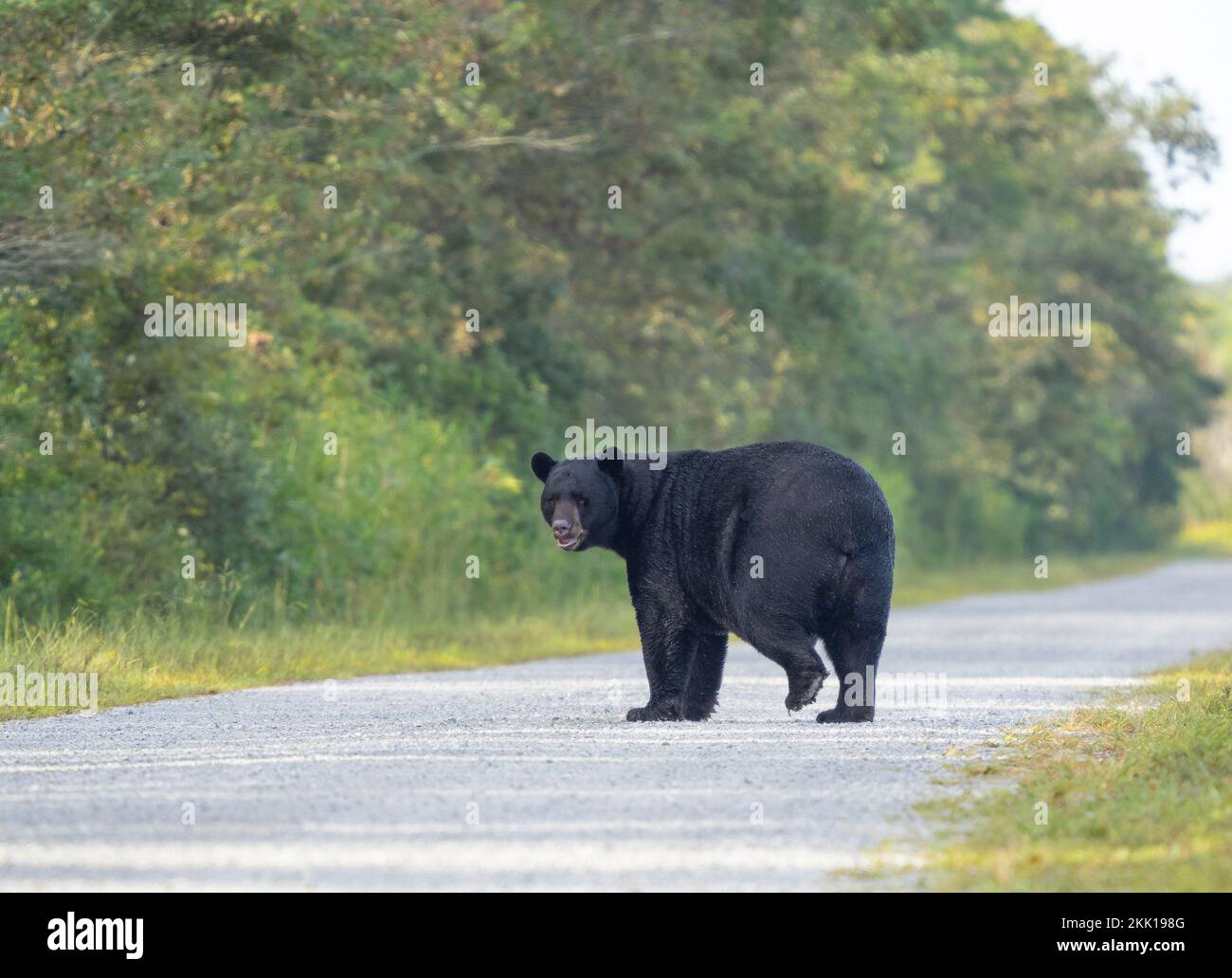 American Black Bear (Ursus americanus) crossing gravel road Stock Photo