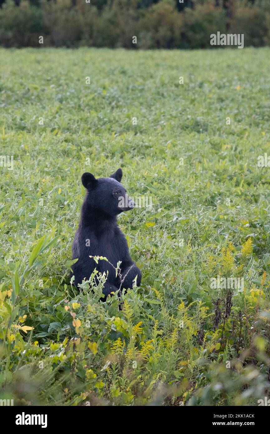 American Black Bear (Ursus americanus) standing in a soy field Stock Photo