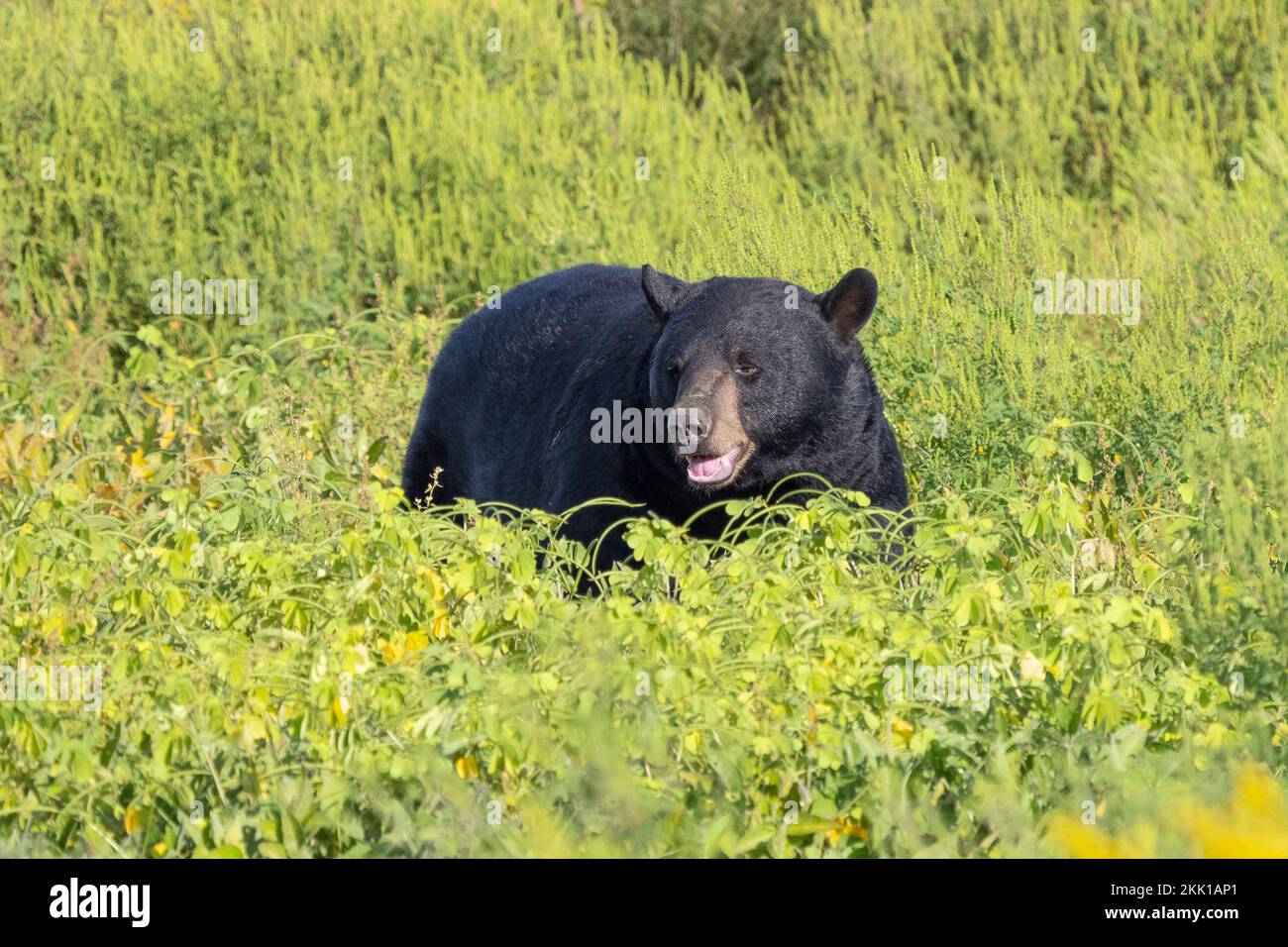 American Black Bear (Ursus americanus) in field of goldenrod Stock Photo