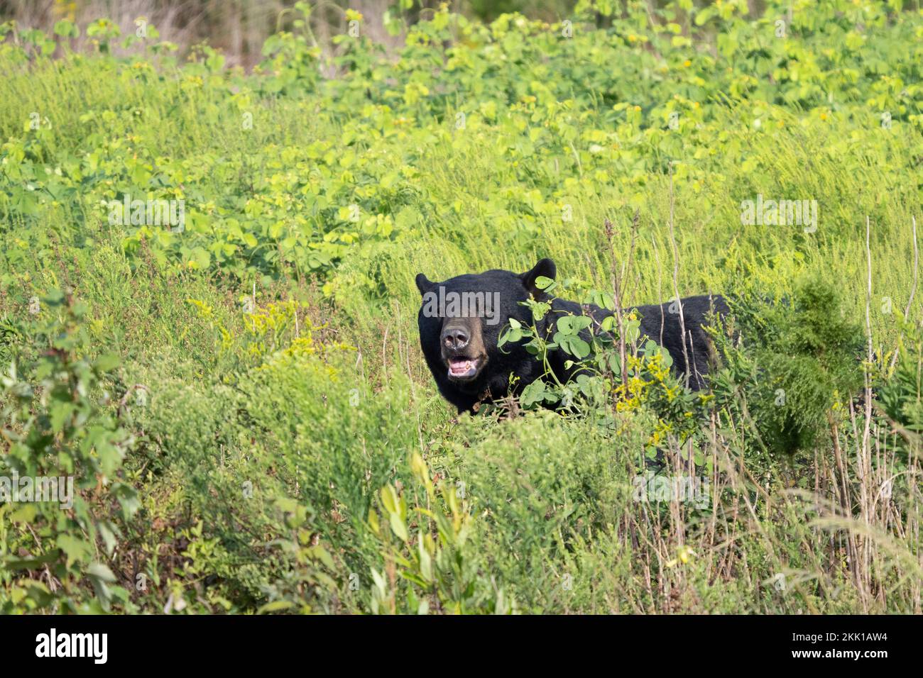 American Black Bear (Ursus americanus) in tall brush Stock Photo